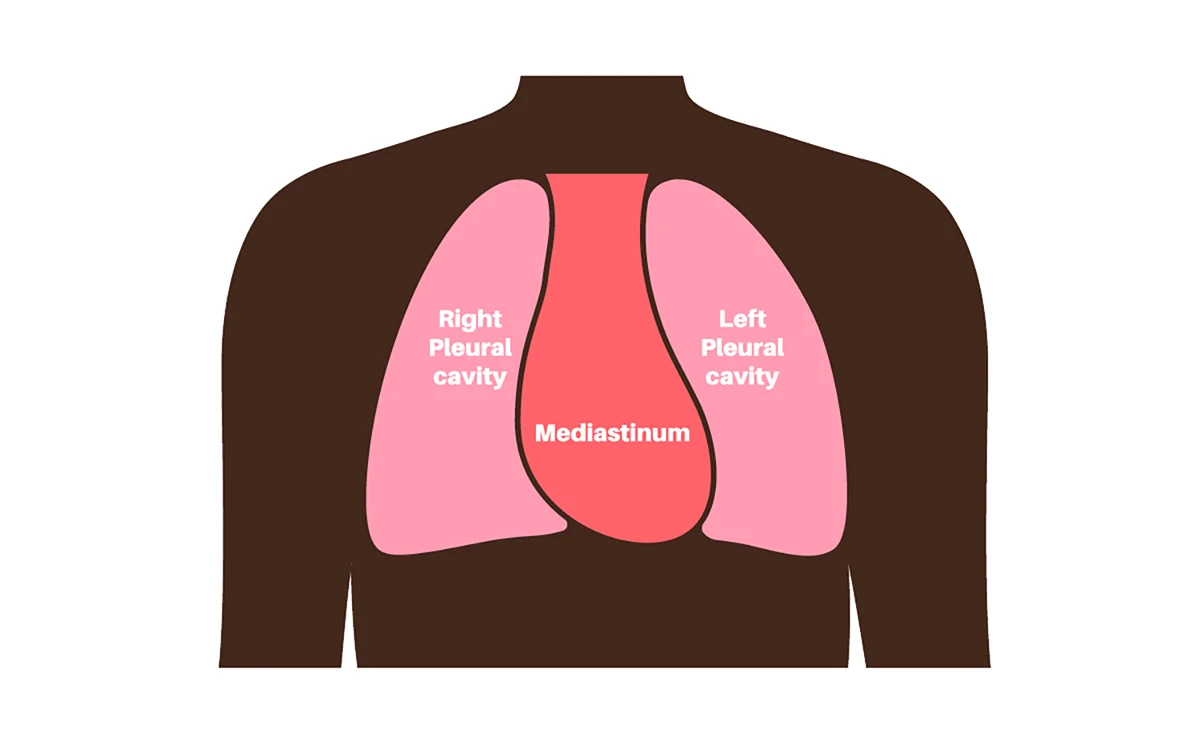 <p>What is described by the central compartment of the thoracic cavity?</p>