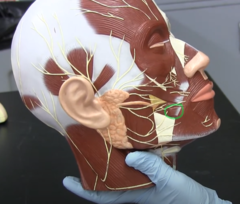 <p>(Bottom) a slender band of muscle on each side of the face that arises from the zygomatic bone, inserts into the orbicularis oris and skin at the corner of the mouth, and acts to pull the corner of the mouth upward and backward when smiling or laughing.</p><p>**The structure is clipped on this model so you can only see s small piece of it**</p>