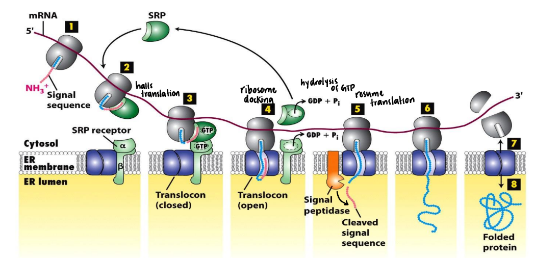 <ul><li><p>Signal sequence = out of ribosome</p><ul><li><p>Associates w/ Signal Recognition Particle (SRP)</p><ul><li><p>Binds to signal sequence + ribosome</p></li></ul></li></ul></li><li><p>SRP associates with SRP receptor in membrane</p><ul><li><p>Ribosome docks onto translocon channel</p><ul><li><p>Protects proteins from protease in assays </p></li></ul></li></ul></li><li><p>Translocon pore though membrane opens (stays closed to prevent leakage of small molecules) </p><ul><li><p>Signal sequence + nascent chain → pore </p></li><li><p>SRP + SRP receptor RELEASED from ribosome &amp; translocon </p></li><li><p>Translation proceeds through membrane pore → protein enters lumen </p></li></ul></li><li><p>GTP binding/hydrolysis of BOTH SRP + SRP receptor regulate: </p><ul><li><p>SRP/SRP-receptor binding</p></li><li><p>Ribosome docking</p></li><li><p>SRP/SRP-receptor release </p></li><li><p>Process is not well known </p></li></ul></li><li><p>Signal peptidase cleaves N-terminal ER signal sequence </p></li><li><p>Protein synthesis = completed (ribosome docked)</p></li><li><p>Translocation channel closes → ribosome undocks </p></li></ul><p></p>