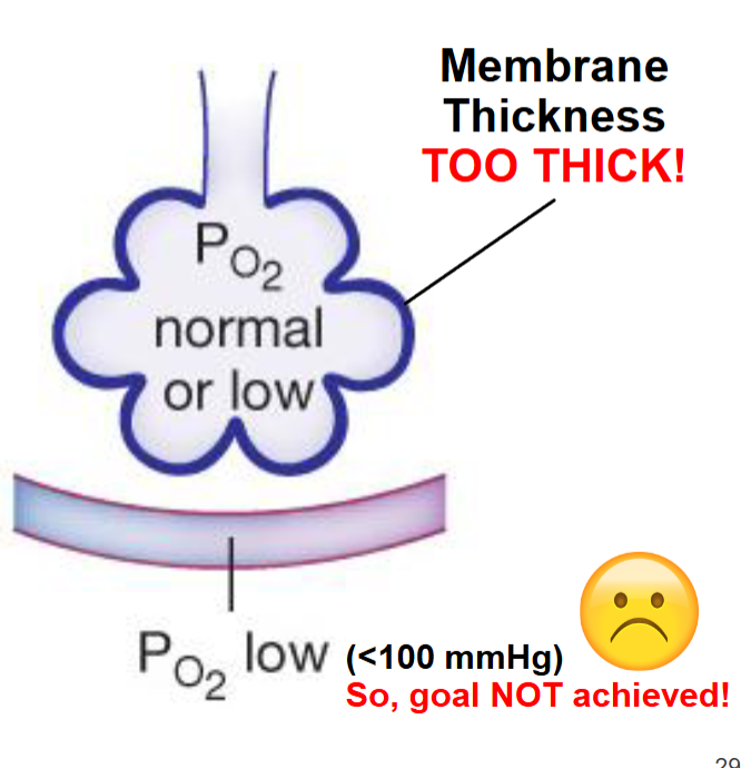 <p>In patients w/ fibrotic lung diseases, thickened alveolar membranes slow gas exchange</p>