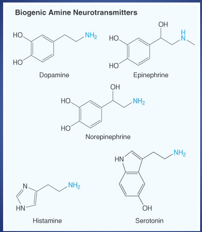 <p>Tell us about biogenic amines</p>