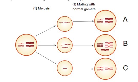 <p>Which of the following zygotes is most likely not to grow into a sterile adult?</p><p>J. A</p><p>K. B</p><p>L. C</p><p>M. None of the above</p>