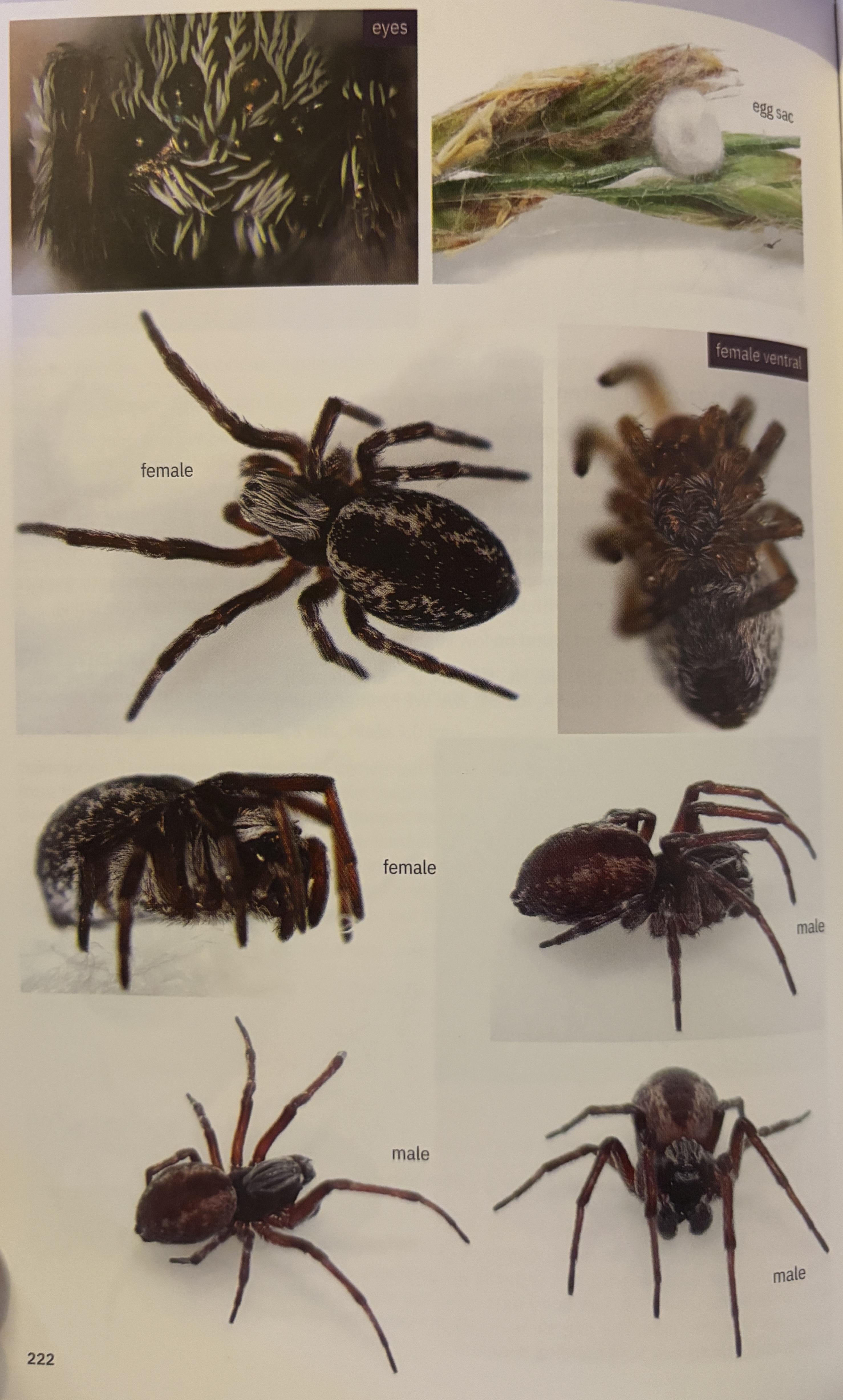 <p>Dictyna sp.</p><p>family: Dictynidae</p>