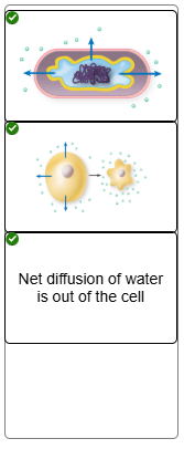 <p>Net diffusion of water is out of the cell - More solutes outside of cell making water move outside of cell causing shrinkage.</p>