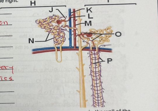 <p>N</p>