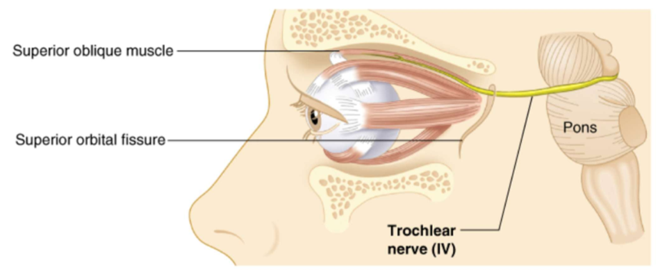 <p>Innervates the extrinsic oblique eye muscle. </p>
