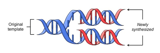 <p>each new DNA molecule consists of one original template strand and one newly synthesised strand.</p><p></p>