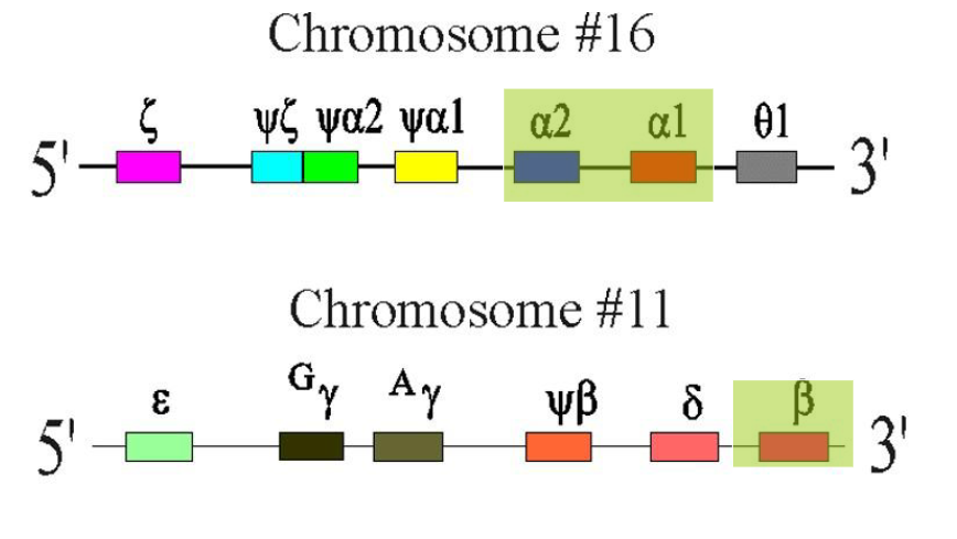 <p>PUT THE IMAGES ON DIAGRAM 18</p>