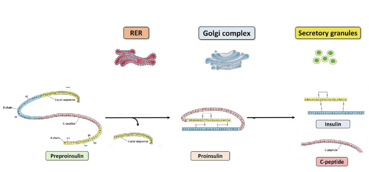 <ol><li><p>Preproinsulin is translated into proinsulin in the rough ER</p></li><li><p>A-chain ad B- chain fused together with 3 disulfide bond</p></li><li><p>Folded proinsulin goes to the golgi where its enzymatically cut into mature insulin</p></li><li><p>Gets packaged into secretory vesicles</p></li></ol><p></p>