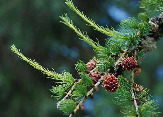 <p>needle-like leaves that turn yellow in the autumn and small round, spiky cones</p>