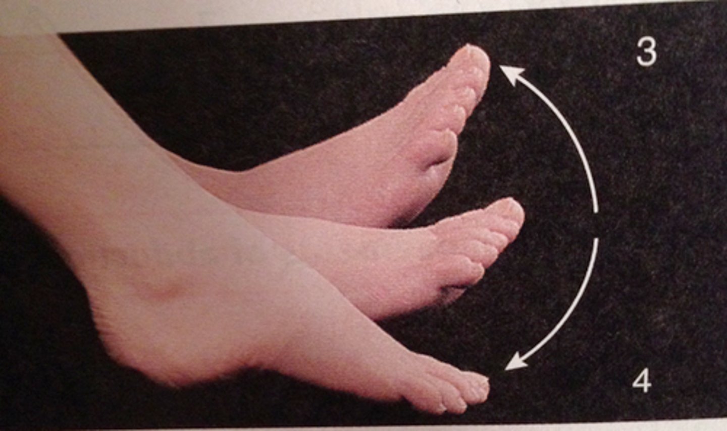<p>bends the foot upward at the ankle (3)</p>