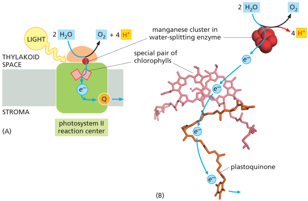 <p>Photosystem II due to its water splitting ability!</p><ul><li><p>produces oxygen byproduct</p></li></ul><p></p>