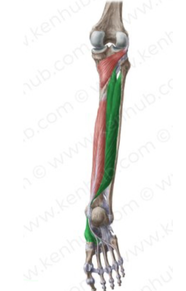 <p>Origem, inserção, inervação e função do m. tibial posterior: </p>