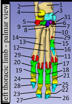 <p>What is 31?</p>