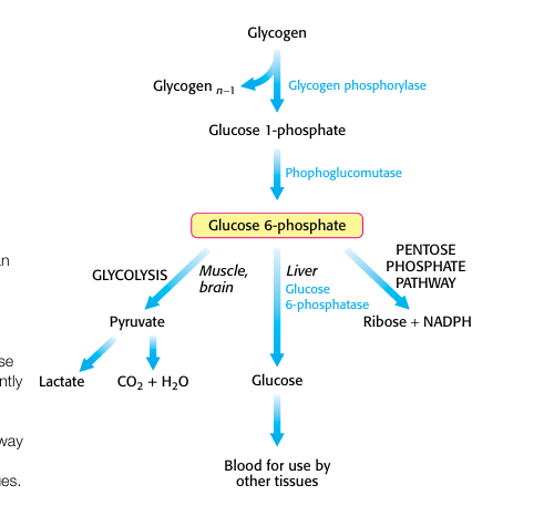 <p>Intracellular breakdown</p>