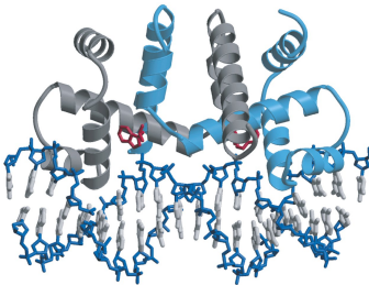 <ul><li><p>Like the <strong>Lac repressor</strong> and <strong>CRP</strong>, the <strong>Trp repressor dimer</strong> binds the <em>trp</em> operator via <strong>helix-turn-helix motifs</strong></p></li><li><p>The <strong>operator site overlaps with the promoter</strong></p></li><li><p>Therefore, Trp repressor binding <strong>blocks RNA polymerase's access to the promoter</strong>, preventing transcription</p></li></ul><p></p>