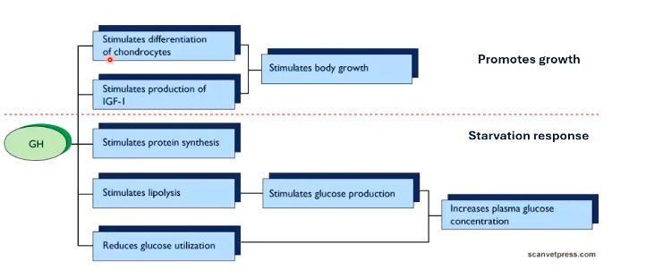 <p>1) Promotes Growth </p><p>2) Starvation response</p>