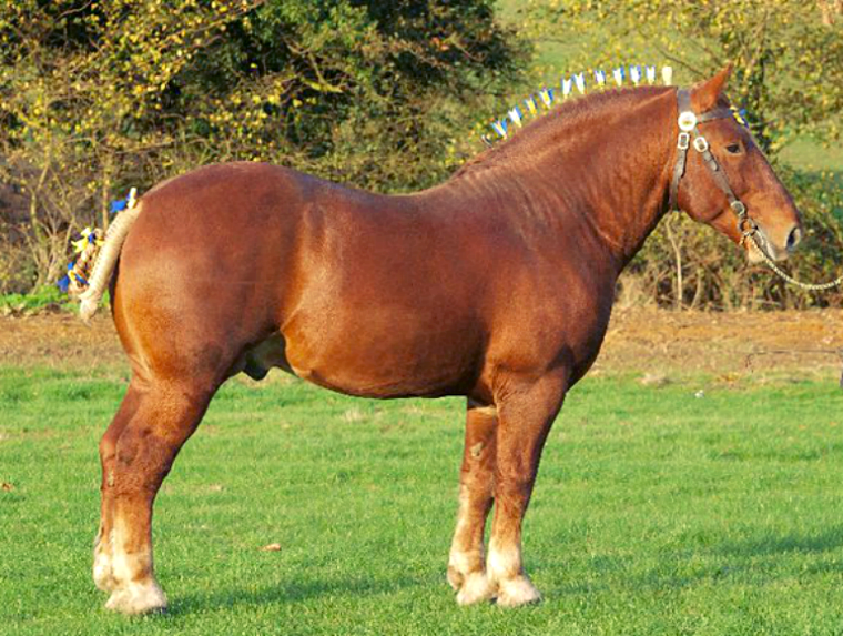 <p>Draft Horse </p>