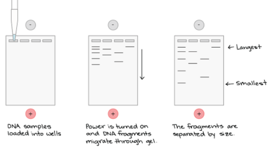 <p>When electricity is used to separate DNA fragments of different sizes to be used in DNA fingerprinting, diagnosing genetic diseases, etc.</p><p>DNA is negatively charged, so it moves towards the positive end of the electrophoresis chamber. </p>