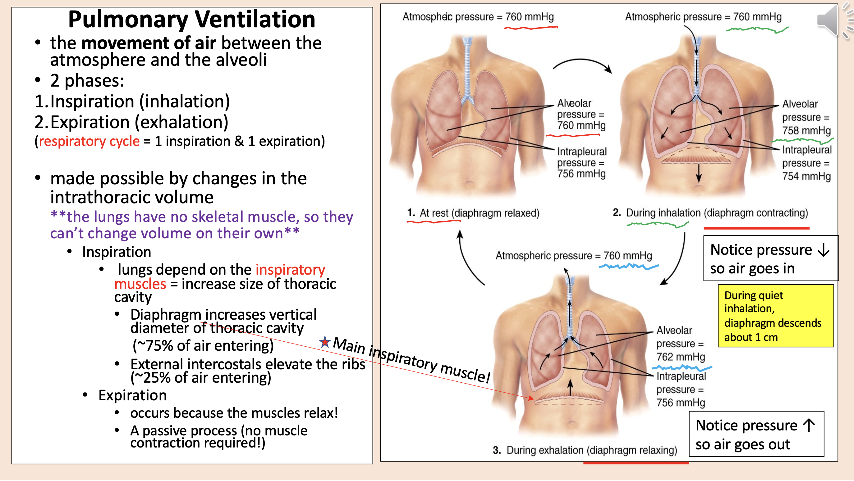 <p><span><strong>Pulmonary Ventilation.</strong></span></p><p><span>• the <strong>movement of air </strong>between the atmosphere and the alveoli.</span></p><p><span>• 2 phases:.</span></p><p><span>1. Inspiration (inhalation).</span></p><p><span>2. Expiration (exhalation).</span></p><p><span>(</span><span style="color: rgb(255, 0, 0);">respiratory cycle </span><span>= 1 inspiration &amp; 1 expiration).</span></p><p><span>• made possible by changes in the intrathoracic volume.</span></p><p><span style="color: rgb(112, 48, 160);">**the lungs have no skeletal muscle, so they can’t change volume on their own**.</span></p><p><span>• Inspiration.</span></p><p><span>• lungs depend on the </span><span style="color: rgb(255, 0, 0);">inspiratory muscles </span><span>= increase size of thoracic cavity.</span></p><p>•<span> Diaphragm increases vertical diameter of thoracic cavity (~75% of air entering).</span></p><p><span>• External intercostals elevate the ribs (~25% of air entering).</span></p><p><span>• Expiration.</span></p><p>• <span>occurs because the muscles relax!</span></p><p>•<span> A passive process (no muscle contraction required!).</span></p><p><span>1. At rest (diaphragm relaxed).</span></p><p><span>2. During inhalation (diaphragm contracting). </span></p><p><span>Notice pressure ↓ so air goes in.</span></p><p><span>During quiet inhalation, diaphragm descends about 1 cm.</span></p><p>3. During exhalation (diaphragm relaxing). </p><p><span>Notice pressure ↑ so air goes out.</span></p>