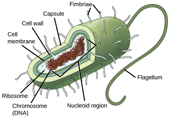 <p>Cells without a nucleus, contain Bacteria and Archaea</p>