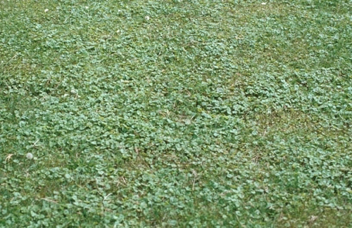 <p>Identify the weed</p>