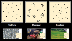 <p>the way individuals are spaced out across their range</p>