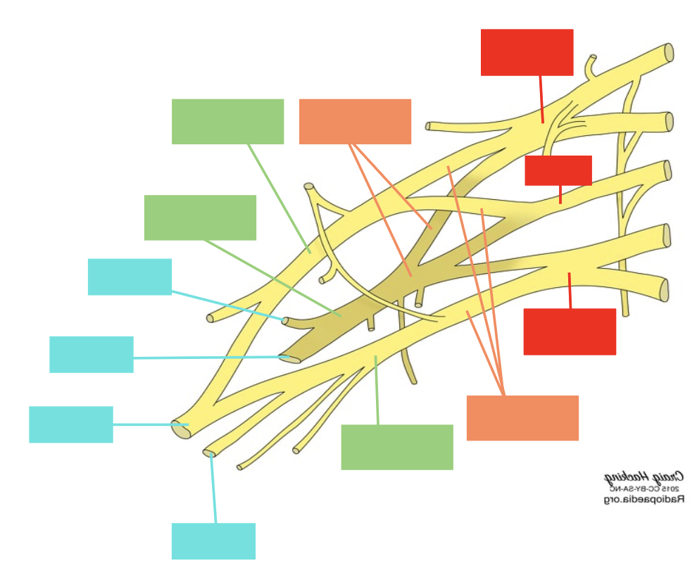<p>Label the roots, trunks, divisions, cords and branches of the brachial plexus. </p><p>(Real truckers drink cold beer)</p>