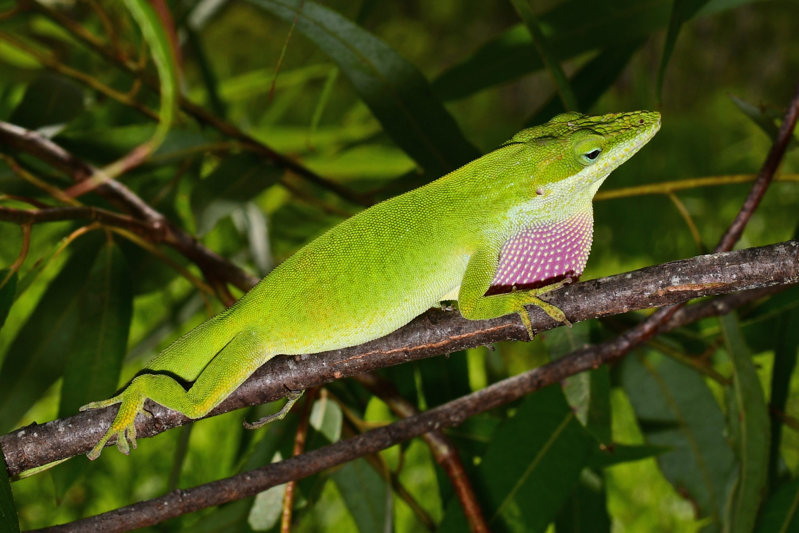 <p>Anolis carolinensis</p><ul><li><p>Family Dactyloidae (formerly Iguanidae)</p></li><li><p>Suborder Lacertilia (Sauria)</p></li><li><p>Order Squamata</p></li><li><p>Subclass Lepidosauria</p></li></ul><p></p>