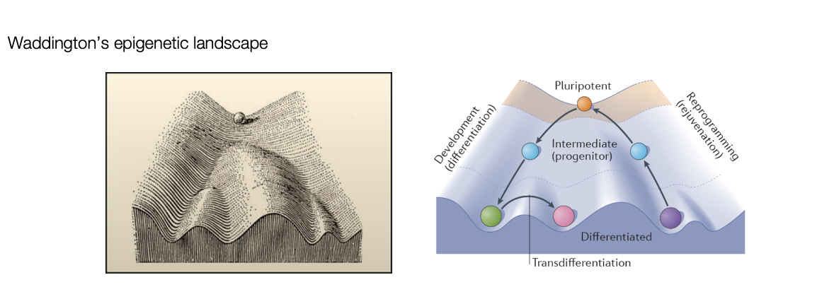 <p>Conrad Waddington’s Epigenetic landscape</p><ul><li><p>cells as a ball rolling down a series of valleys</p></li><li><p>guided to one fat or another</p></li></ul><p></p>