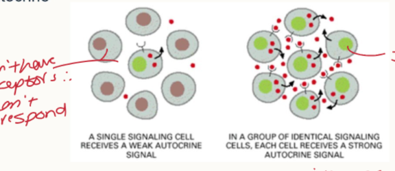 <ul><li><p>In a group of identical signalling cells, each cell can receive a strong autocrine signal.</p></li><li><p>a single signalling cell receives a weak autocrine signal</p></li></ul><p></p>
