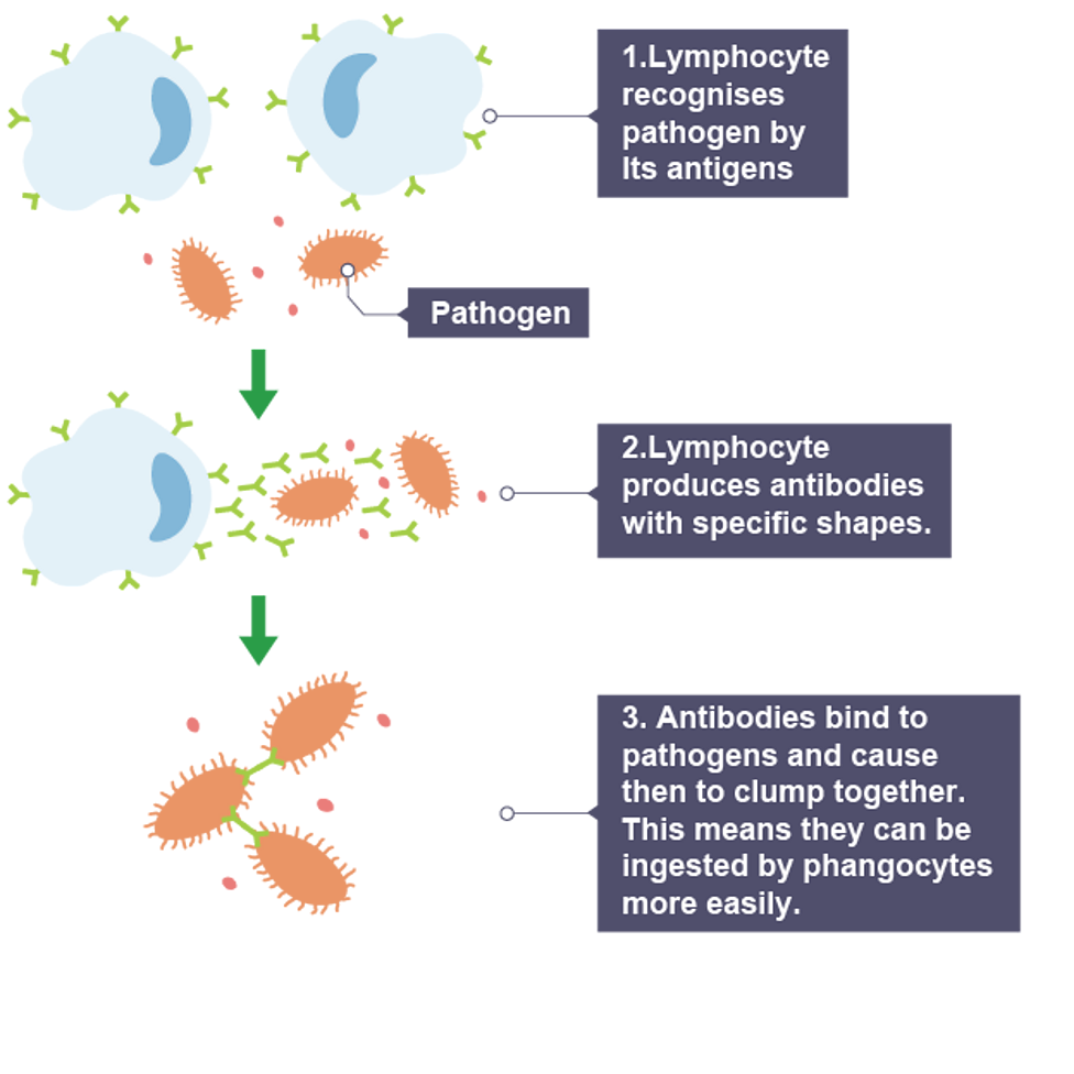 <p>produce antibodies which immobilise microorganisms by clumping them together</p>