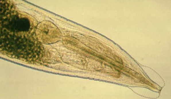 <p>What nematode/roundworm/parasitic worm mouth is this?</p>