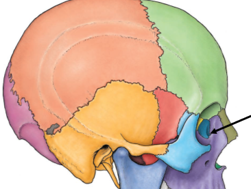 <p>Lacrimal Bone</p>