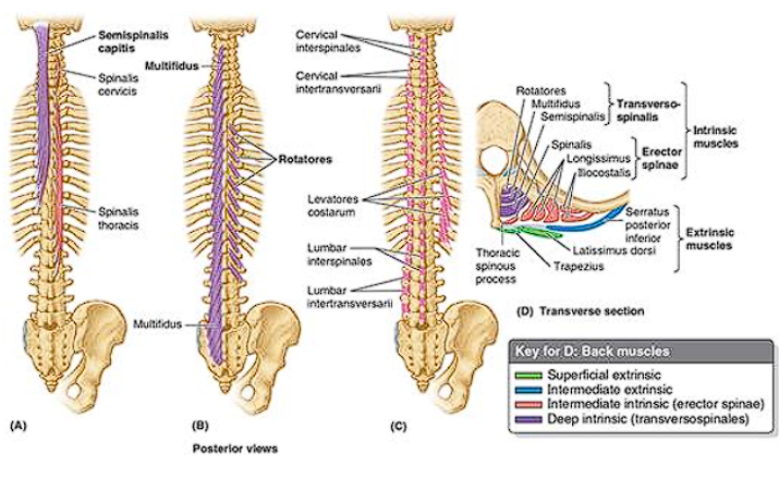 <p>From superficial to deep: <span style="color: red;">semispinalis, multifidus, and rotators</span></p>