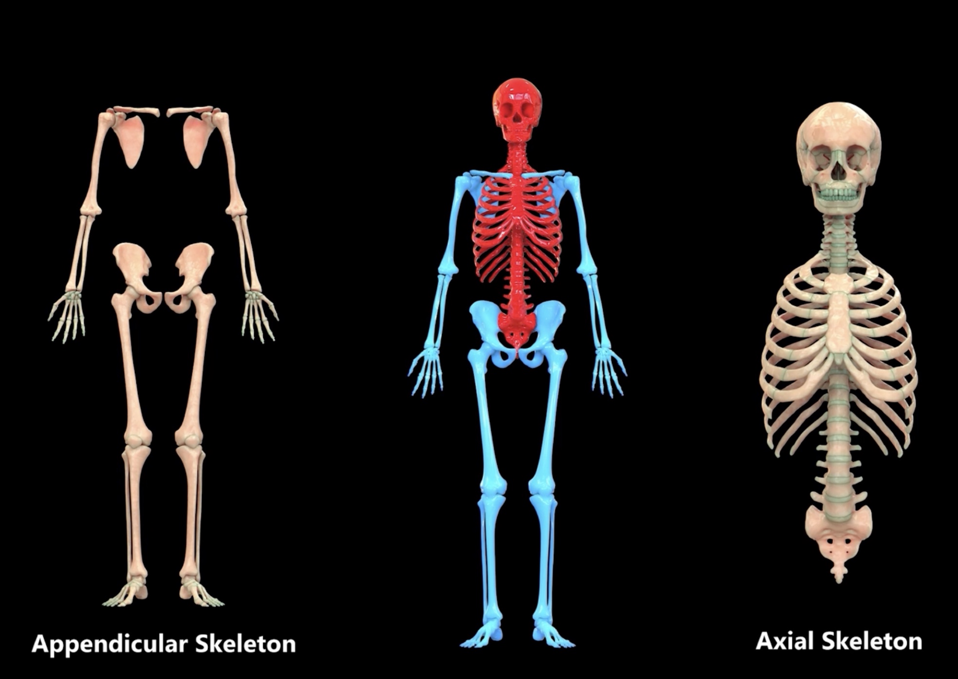 <p>2 </p><p>Appendicular skeleton</p><p>Axial skeleton</p>