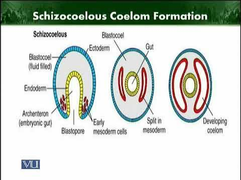 <p>schizocoelous body cavity</p>