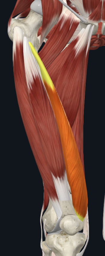term image
