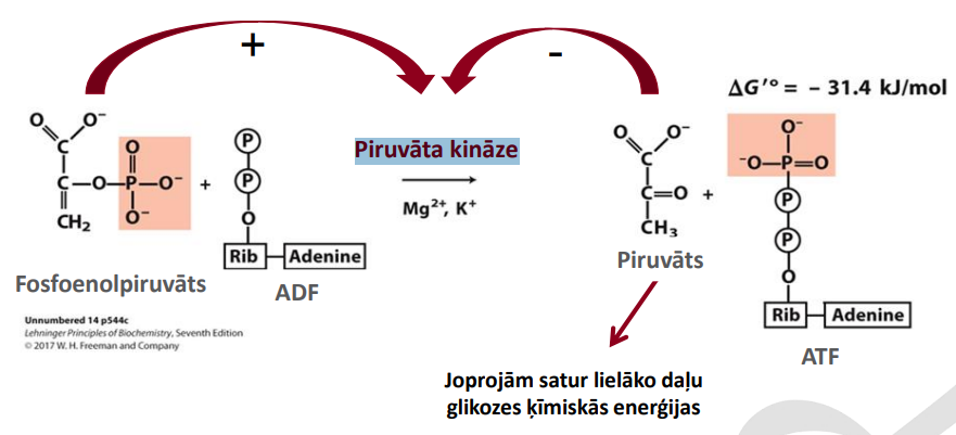 <p>Nosaukums: ATF veidošana ar Piruvāta kināzi</p><p>Substrāts: Fosfoenolpiruvāts un ADF</p><p>Produkts: Piruvāts un ATF</p><p>Enzīms: Piruvāta kināze</p><p>Citas īpatnības: Eksergoniska reakcija. Izmanto Mg<sup>2+</sup> un K<sup>+</sup> aktivitātes nodrošināšanai. Aktivatori: ↑ [FEP; FRUKTOZES 1,6 Bifosfāts]. InhibitoriI: ↑ [ATF;Acetil-KoA; Alanīns] Fosfāta grupas pārnese no FEP veido piruvāta enola formu, kas tiek tautomerizēta par ketonu. Termodinamiski ļoti izdevīga/neatgriezeniska. </p>