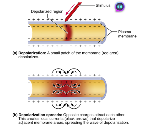 <ul><li><p>because their magnitude varies directly with stimulus strength.</p></li><li><p>The stronger the stimulus, the more the voltage changes and the farther the voltage change extends.</p></li><li><p>weaker stimulus= decay and less spread of voltage change</p><ul><li><p>due to voltage being lost via leaky channels </p></li></ul></li></ul><p></p>