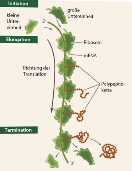 <ul><li><p>Polypeptidkette enstanden (min. 20 Aminosäuren am Stück)</p></li><li><p>Ribosom trennt sich wieder</p></li></ul><p></p>