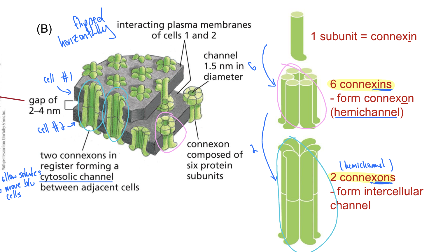 <p>Gap between cells with cytosolic channel running through</p><ul><li><p>1 subunit = connexin</p></li><li><p>6 connexINS = connexON</p></li><li><p>2 connexons = channel </p></li></ul><p></p>