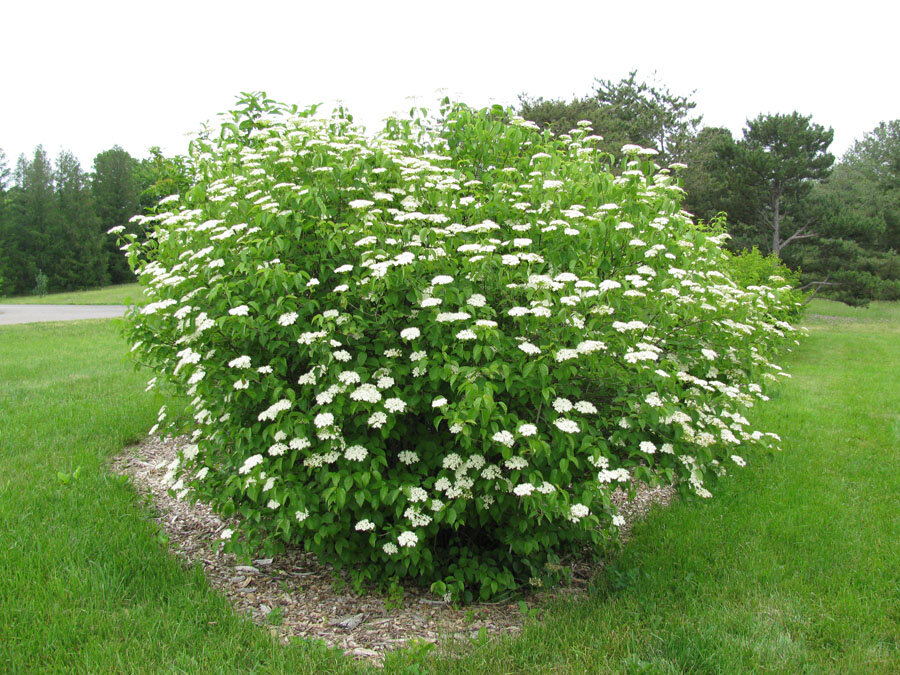 <p>A thicket of street, woody, stem, shooting straight up from the ground, like a bundle of rods</p>
