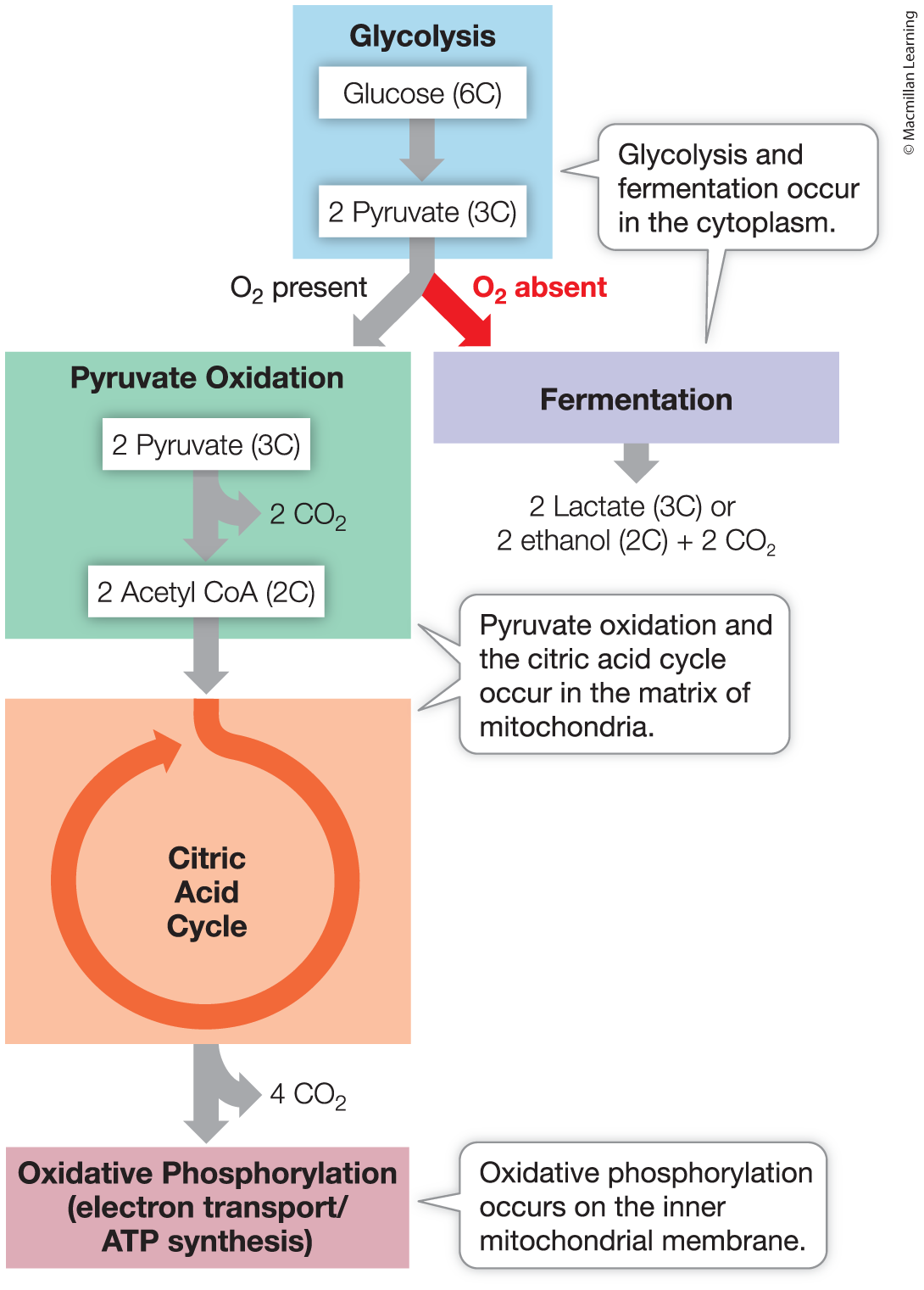 <p>Cellular respiration</p>