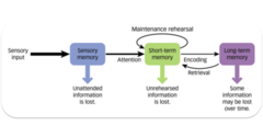 <p>input -> sensory memory --selective attention--> working memory --rehearsal--> <--retrieval-- long term memory</p>