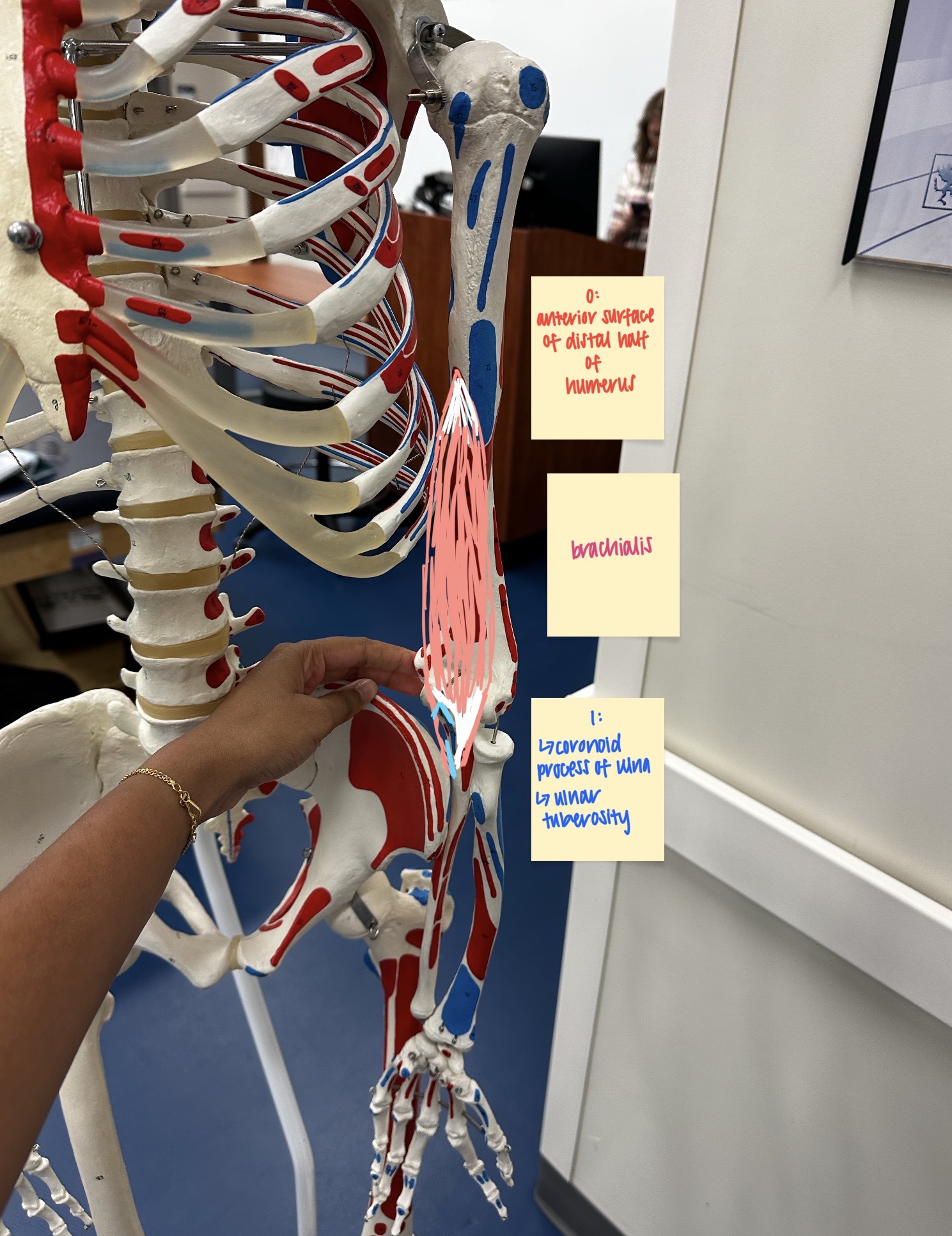 <ul><li><p>O: distal half of the anterior surface of the humerus</p></li><li><p>I: coronoid process of the ulna + ulnar tuberosity</p></li><li><p>A: elbow flexion </p></li><li><p>N: musculocutaneous nerve </p></li></ul><p></p>