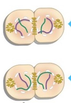 <p>Which phase of meiosis is this? What occurs here?</p>
