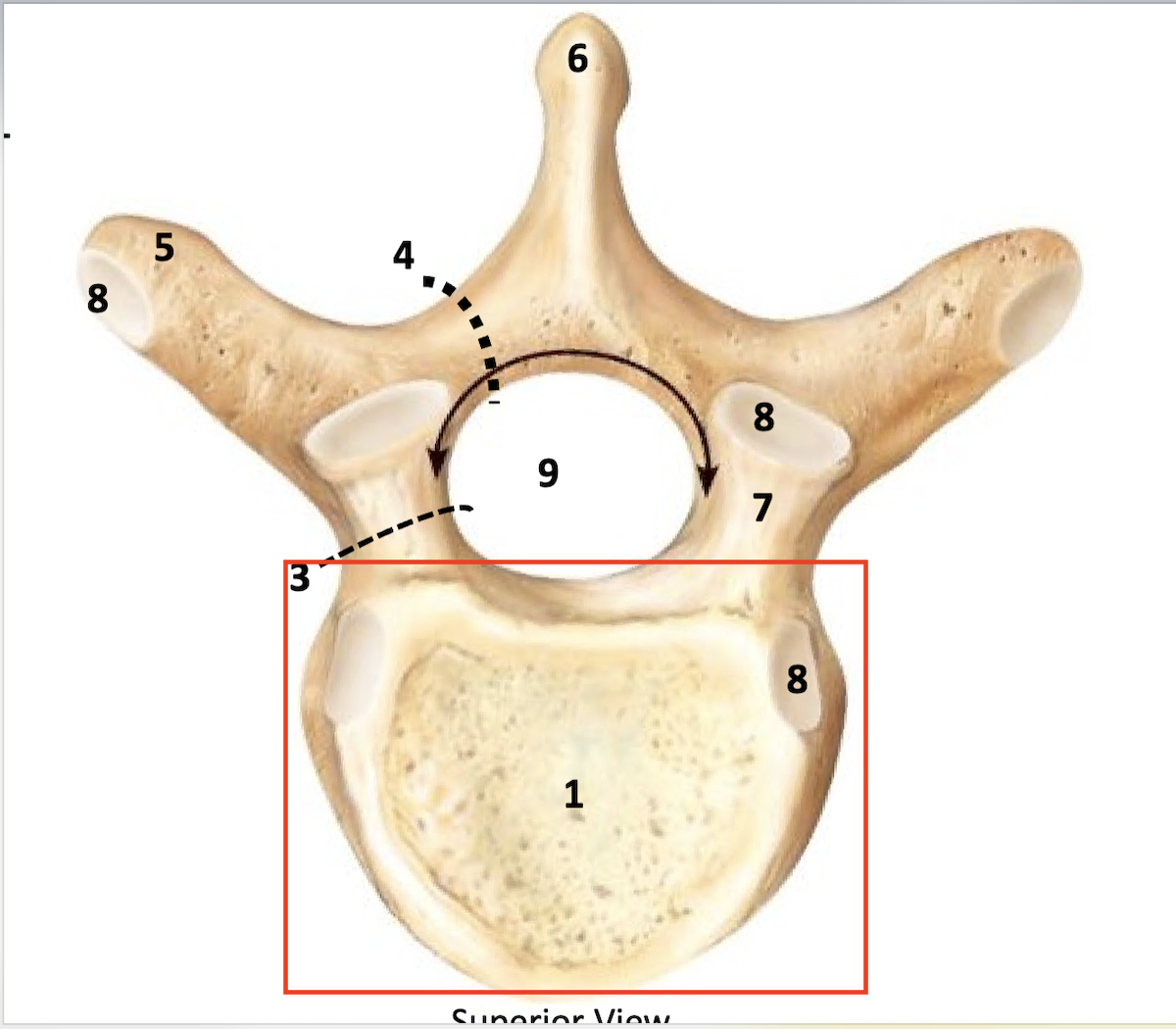 <p>weight bearing portion of the vertebrae</p>