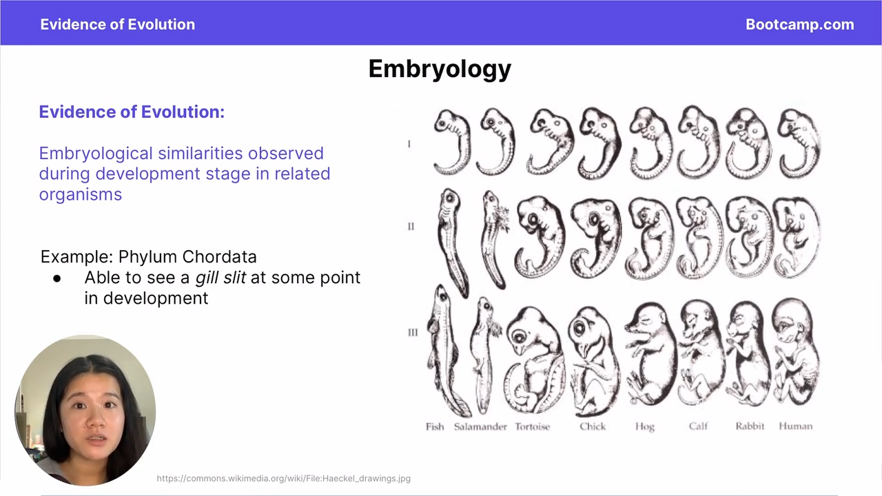 <p>In phylum chordata, a gill slit is visible at some point in development </p>