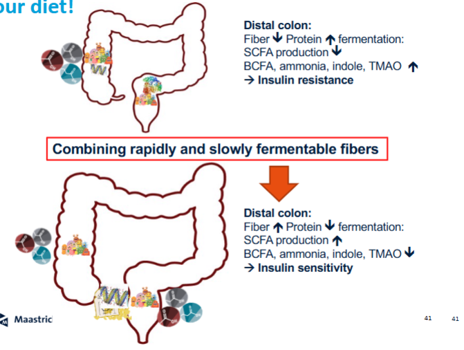 <ul><li><p>Fiber promotes saccharolytic fermentation over proteolytic fermentation</p></li><li><p>Ensures microbes use carbohydrates instead of proteins as energy source</p></li><li><p>Reduces production of toxic metabolites</p></li><li><p>Maintains healthier gut environment</p></li><li><p>Particularly important in the distal colon where fiber availability is lower</p></li></ul><p></p>